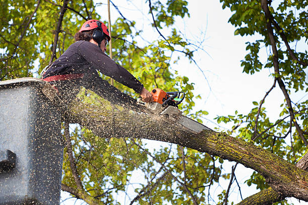 Best Storm Damage Tree Cleanup  in White Rock, NM